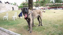 Çorum'da Türk Çoban Köpekleri Şampiyonası