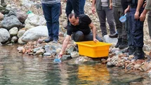 Artvin'de Kırmızı Benekli Alabalık Salımı