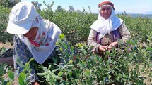 Kurak Arazi Bereketli Toprak Oldu
