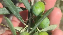 Didim'de Zeytin Üreticilerine Sinek Uyarısı