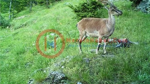 Mersin'de Görüntülenen Yabani Hayvanlar