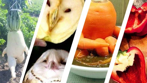 Meyve ve Sebzelerin Diğer Canlılara Mükemmel Benzerlikleri