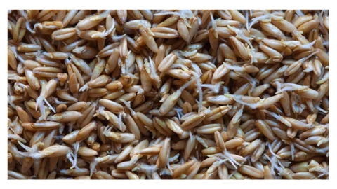 Yulafın Muhteşem Faydaları