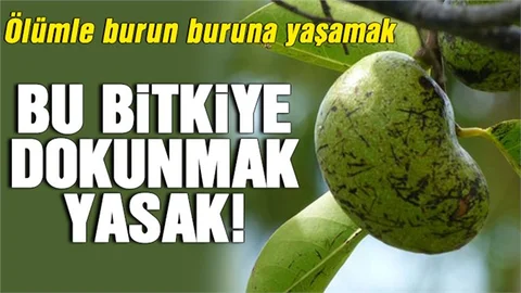 Bu bitkiye dokunmak yasak!