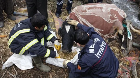 Mersin'de İneği Kurtarma Operasyonu 
