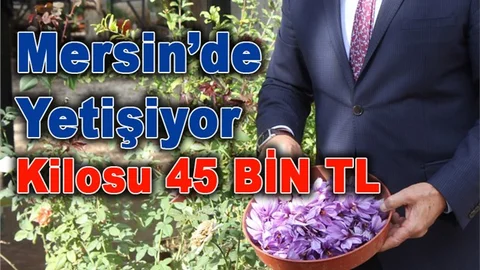 Dünyanın En Pahalı Baharatı, Mersin'de Yetiştirildi