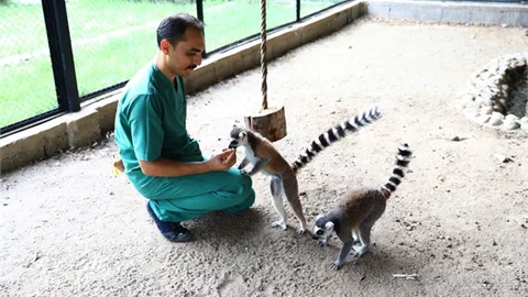 Hayvan Parkı’nın Yeni Misafirleri; Lemurlar