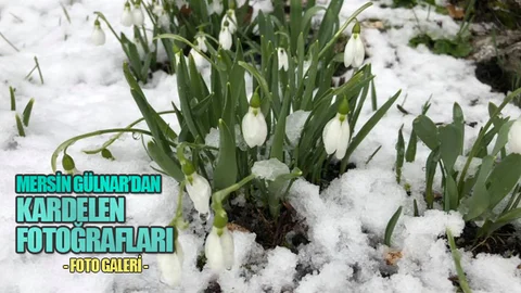 Kardelen Çiçeği Mersin'de Açıyor, Kutlay Özcan'ın Objektifinden