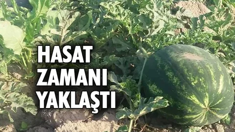 Yaz Mevsiminin Olmazsa Olmazı Karpuzun Hasat Zamanı Yaklaştı
