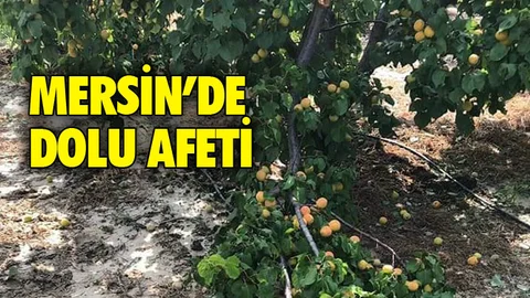 Mersin'de Dolu Afeti Kayısı Bahçelerini Vurdu