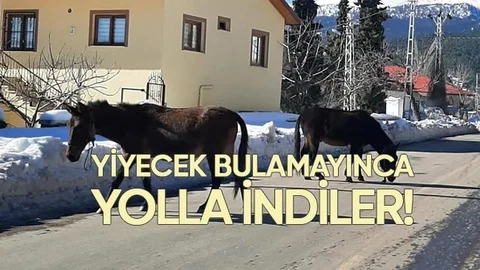 Yiyecek Bulamayan Yılkı Atları Yollara İndi