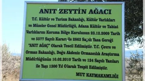 1300 Yıllık Zeytin Ağacı