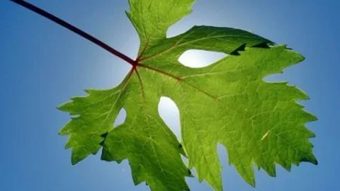 Asma Bağı İçin Kan Döküldü