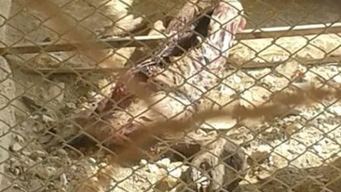 Hayvan Barınağında Skandal