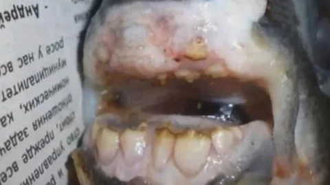 Bu balık görenleri hayrete düşürüyor!