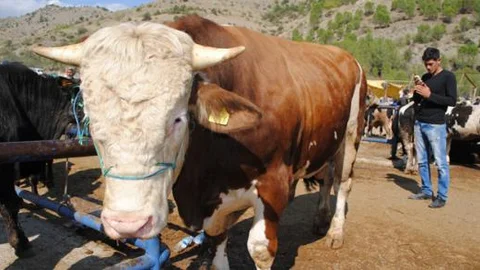 1 tonluk kurbanlık 'domates'!