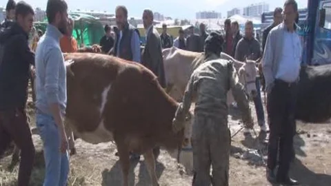 Kaçan kurbanlıklar sahiplerine zor anlar yaşattı!