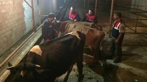 İnternetten inek satmaya kalkınca dolandırıldı!