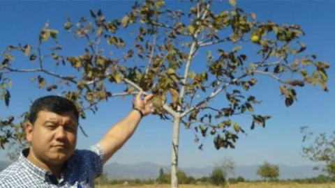 Tire'de 200 ceviz ağacı susuzluktan telef oldu!