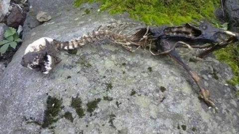 Köylüler Su Samuru İskeletini Dinazor İskeleti Sandı