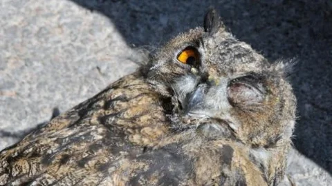 Gümüşhane'de Trafik Polisleri Yaralı Halde Puhu Cinsi Baykuş Buldu