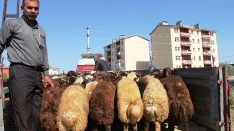 Batı İllerine Kurban Sevkiyatları Başladı