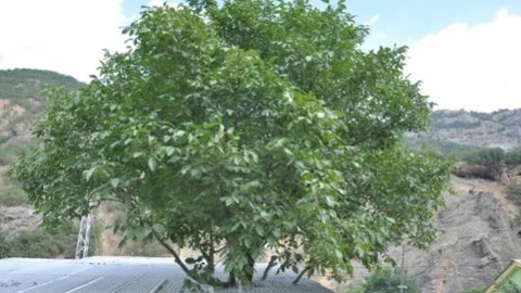 Asırlık Ağacı Kesmemek İçin Evi Ağacın Etrafına Yaptırdı