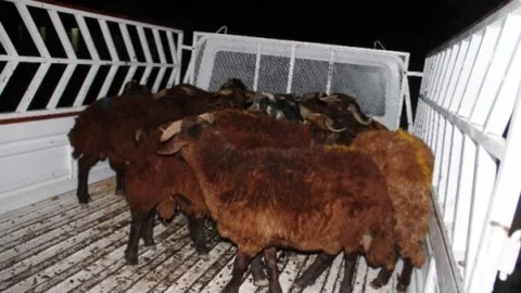 Kurban Hırsızlığına Geçiş Yok