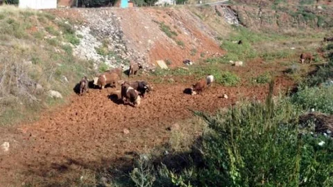 Tır Devrildi Büyükbaş Hayvanlar Yola Saçıldı