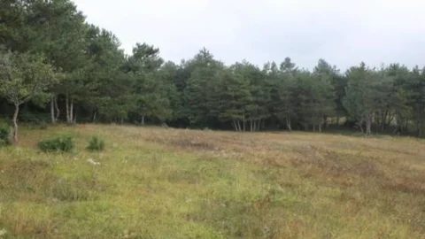 Çepni Köyünde Cevik Dikimi Başlıyor