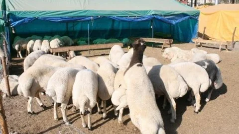 Osmaniye'de Kurbanlık Fiyatları Belirlendi