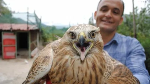 Yaralı Şahini Güvercin Ve Tavukların Yanında Besliyor