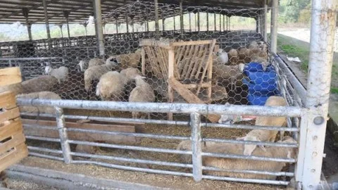 Karabük Hayvan Pazarı Kurban Bayramına Hazır