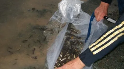 Karaman'da Burhan Göleti'ne 10 Bin Yavru Sazan Bırakıldı