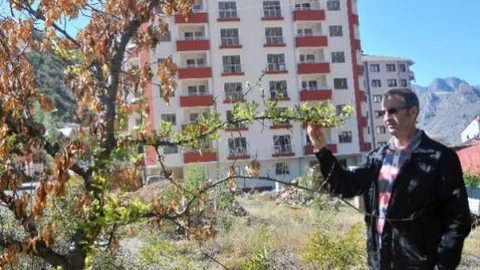 Gümüşhane'de Kuruyan Kayısı Ağacı Eylül Ayında Çiçek Açtı