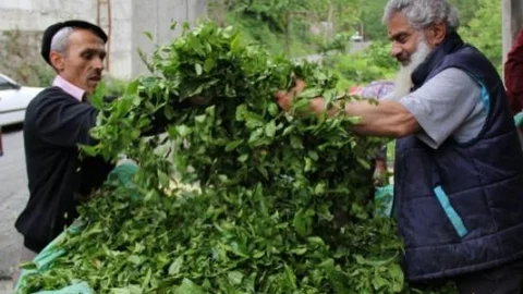 Çaykur Yaş Çay Alımlarını Kurban Bayramı'na Kadar Sürdürecek