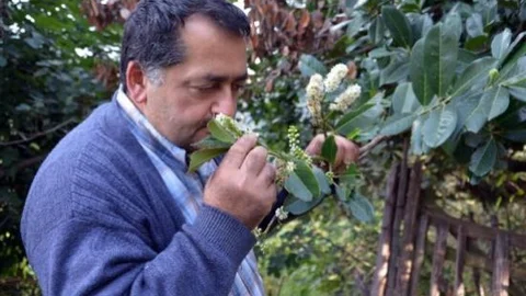 Sonbaharda Taflan Ağacı Çiçek Açtı