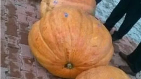 Bilecik'te ''kestane Kabağı Festivali'' Yapıldı