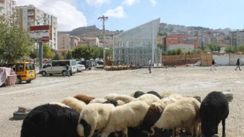 Mardin'de Kurbanlıklar Görücüye Çıktı