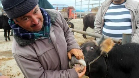 (özel Haber) Kurbanlıklar Görücüye Çıktı