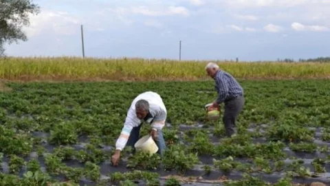 Niğdeli Çilek Üreticileri Memnun