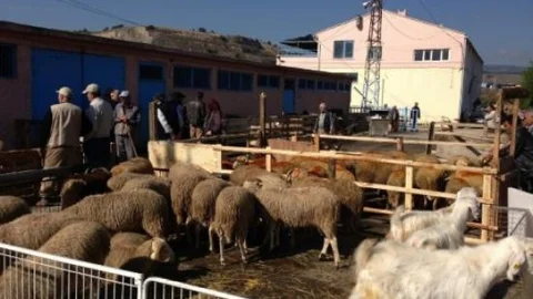 Bozüyük Hayvan Pazarında Hareketlilik Başladı