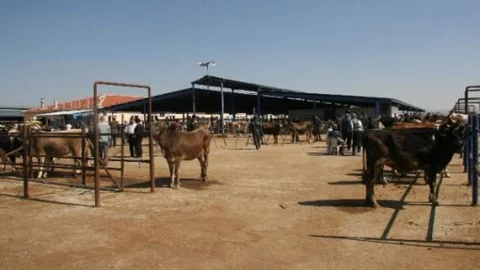 Afyonkarahisar'da Kurban Bayramı'na Doğru