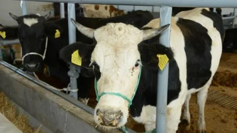 Konya Büyükşehir Belediyesi Kurban Bayramı'na Hazır