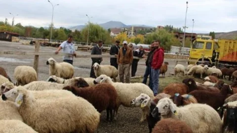 Kurbanlıklar Bakmalık !