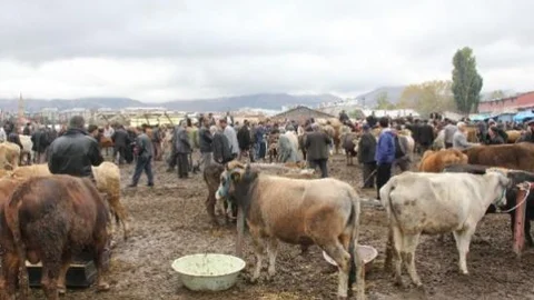 Yağmur Nedeniyle Çamur Deryasına Dönen Hayvan Pazarında Kurban Satıcıları Üzgün