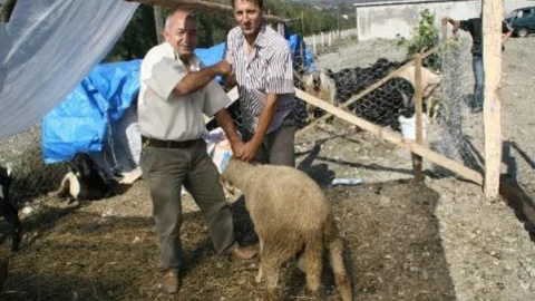 Devrek'te Kurbanlıklar Görücüye Çıkmaya Başladı