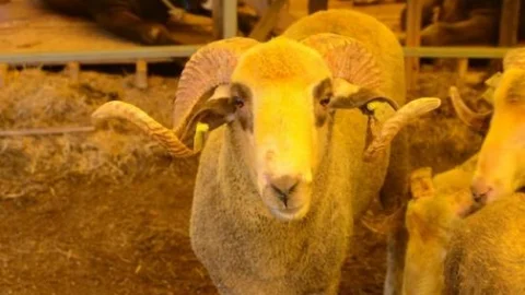 Beylikdüzü Kurban Bayramı'na Hazır