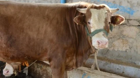 Nilüfer Kurban Bayramına Hazır