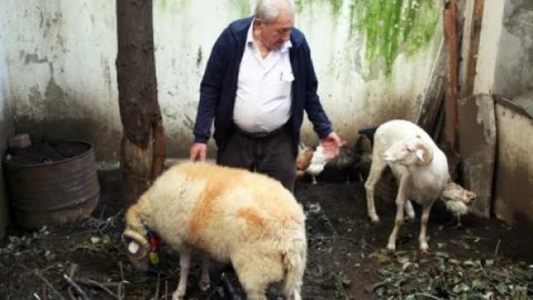 (özel Haber) Sosyetik Koçunu Kesmeye Kıyamadı Yeni Koç Aldı